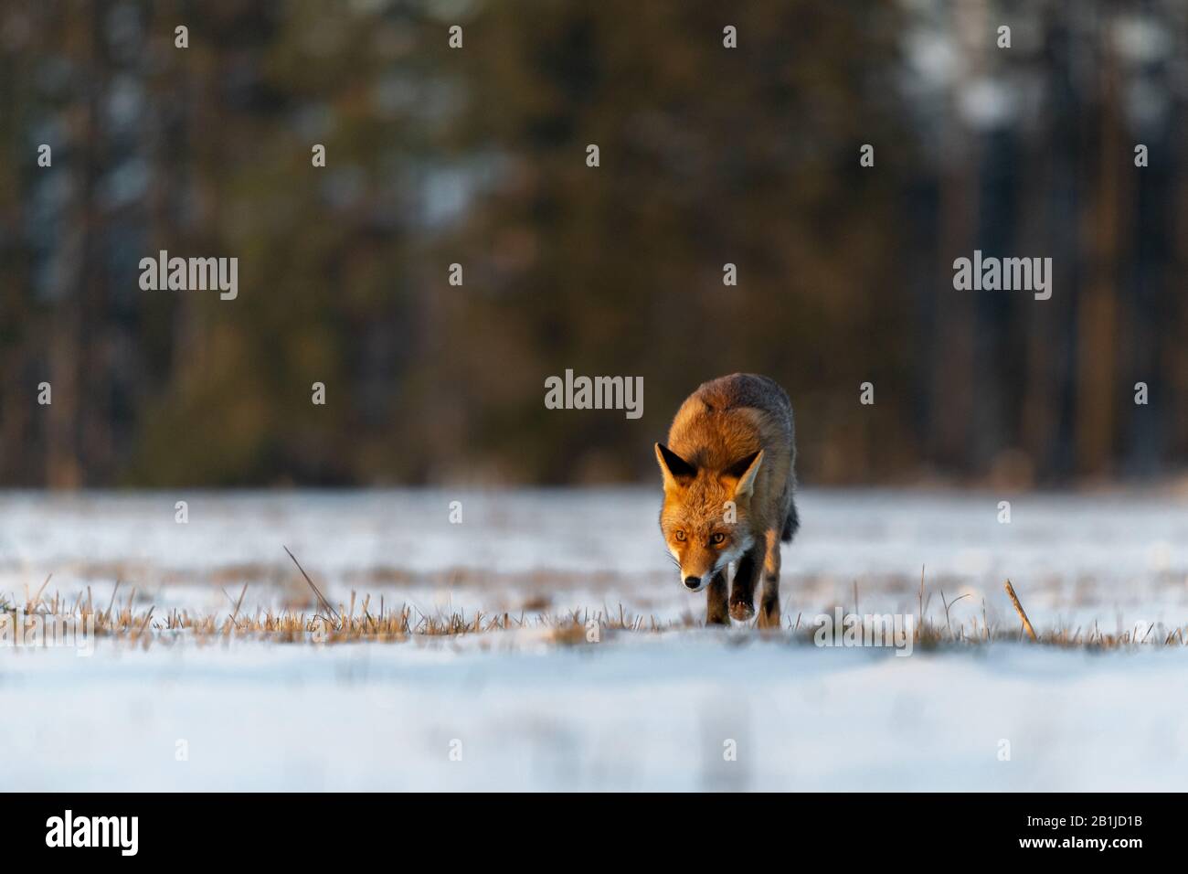 Red Fox (Vulpes Vulpes), der auf einer schneebedeckten Wiese läuft. Im Hintergrund steht ein Wald. Wintermorgen, weiches goldenes Licht. Der Fuchs ist auf dem Hun Stockfoto