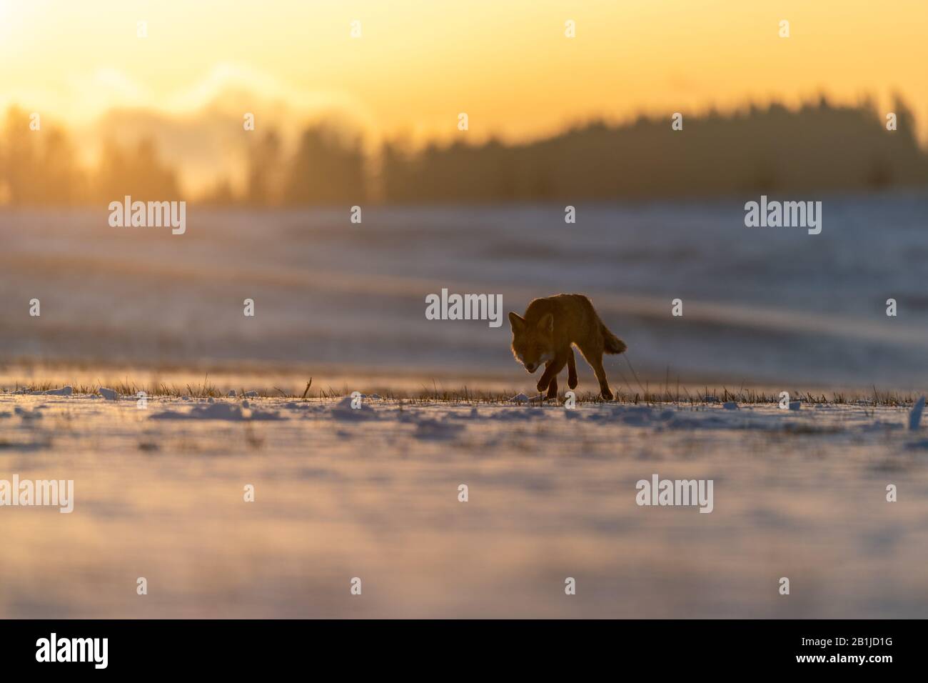 Rotfuchs (Vulpes vulpes) auf schneebedeckter Wiese. Im Hintergrund steht ein Sonnenaufgang über dem Wald. Weiches goldenes Licht. Stockfoto