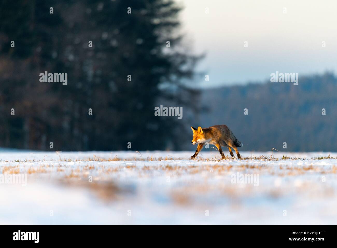 Red Fox (Vulpes Vulpes), der auf einer schneebedeckten Wiese läuft. Im Hintergrund steht ein Wald. Wintermorgen, weiches goldenes Licht. Der Fuchs ist auf dem Hun Stockfoto