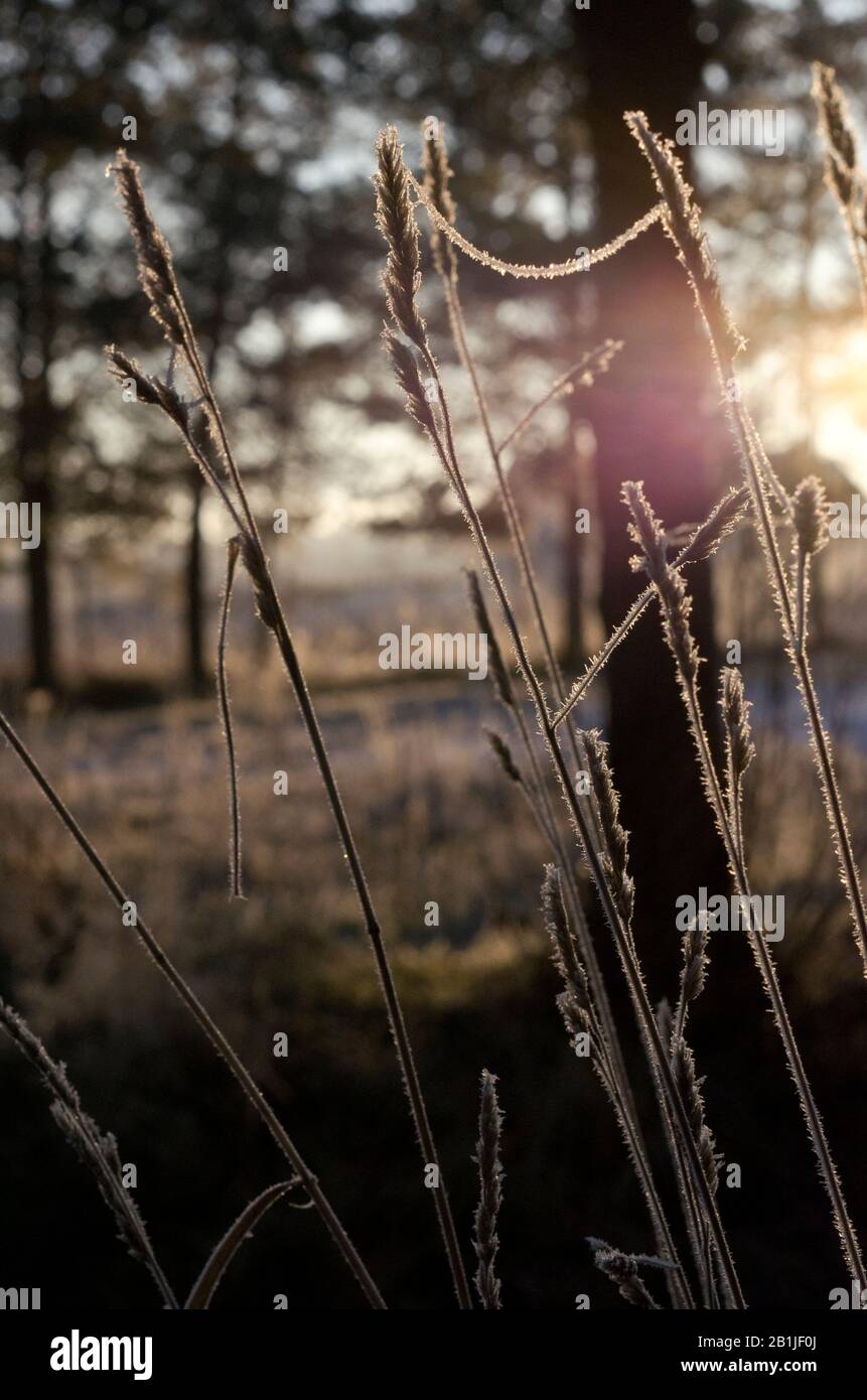 Frostige Sonnenaufgang Am Wintermorgen Stockfoto