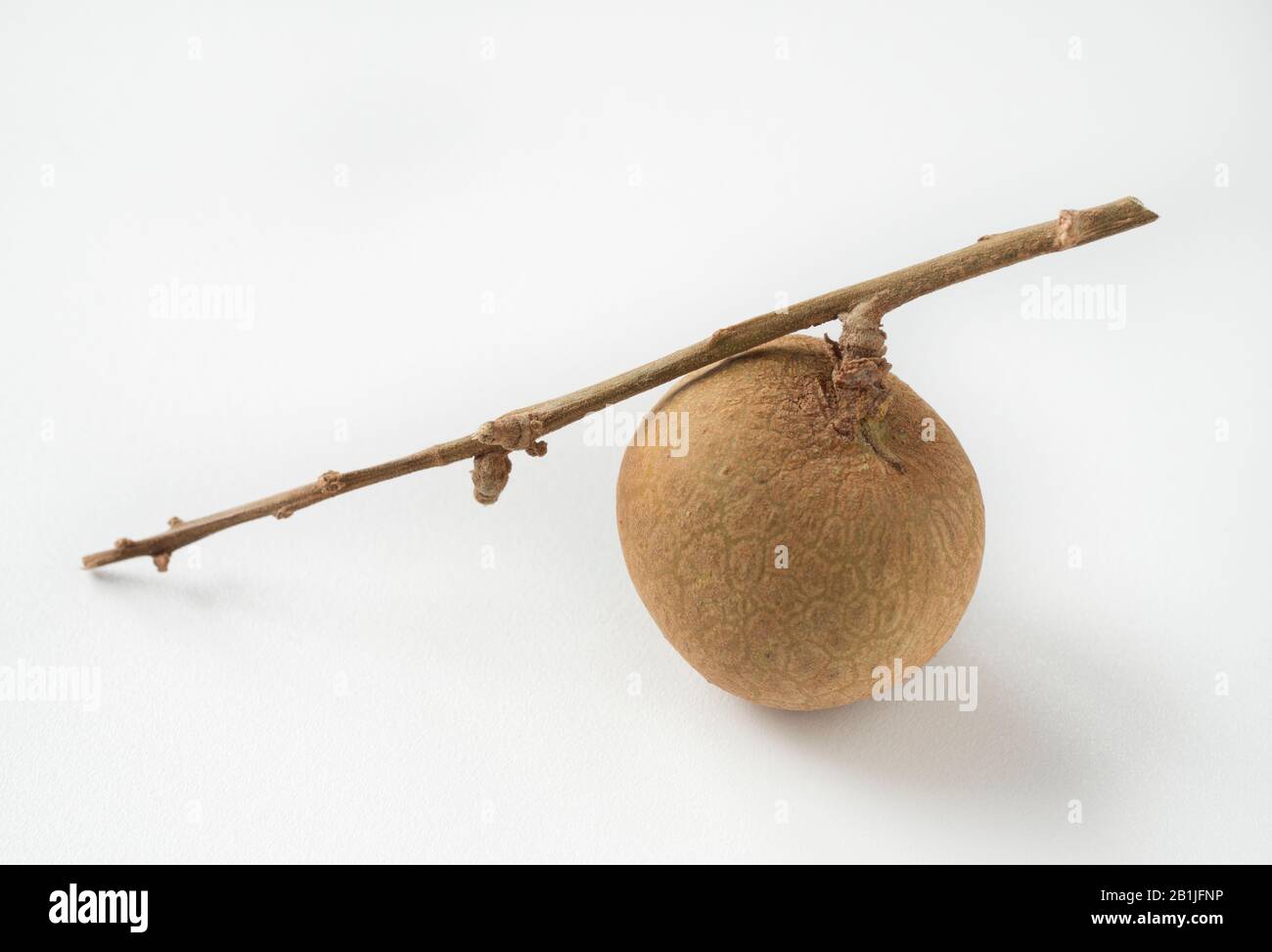 Nahaufnahme von frischer Longan oder Dimocarpus longan. Tropische asiatische Früchte. Stockfoto