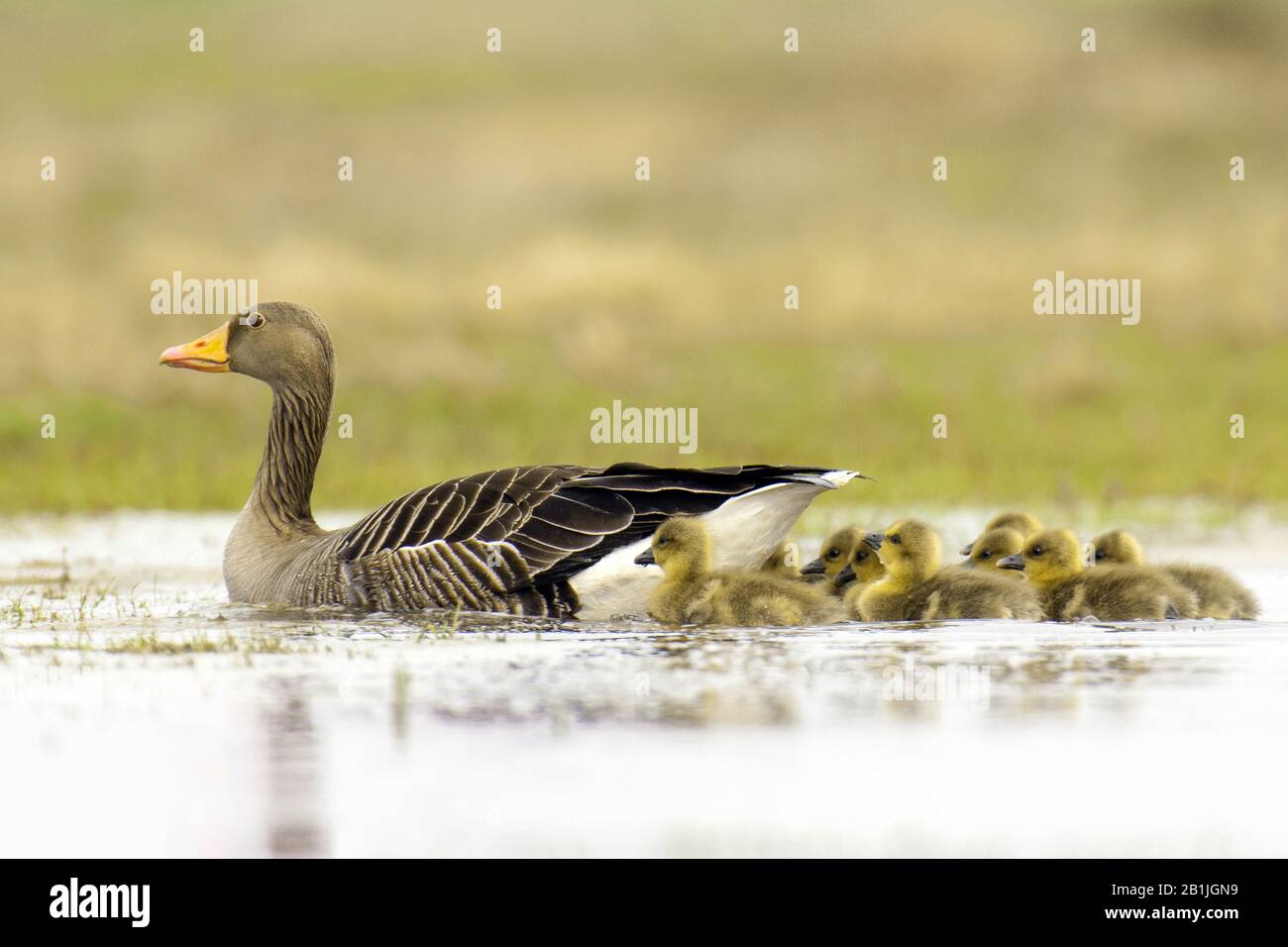 Graylat-Gans (Anser Anser), Erwachsene mit Klatschen, Niederlande Stockfoto