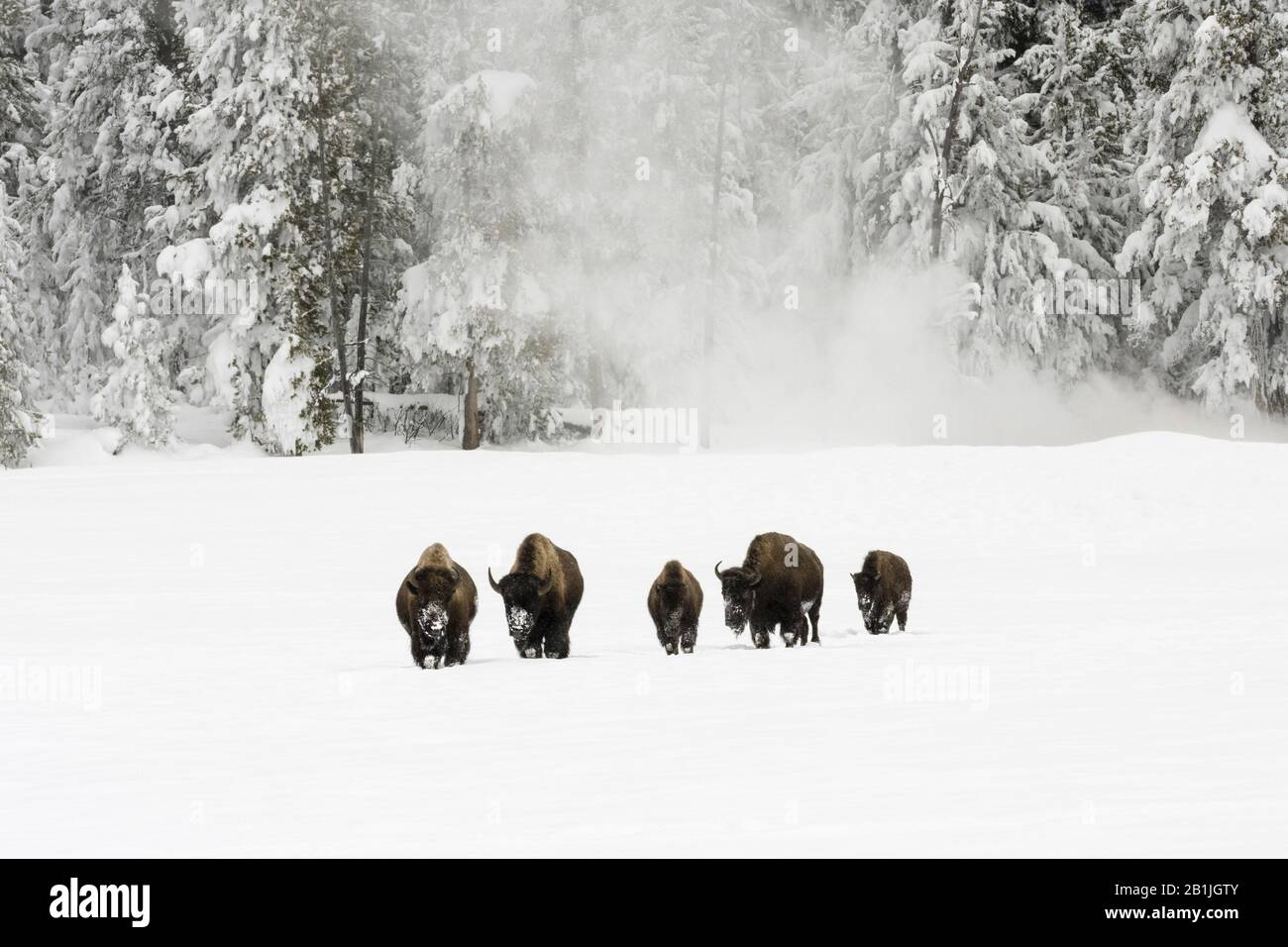 Amerikanischer Bison, Büffel (Bison Bison), kleine Herde in verschneiten Landschaften, USA, Wyoming, Yellowstone National Park Stockfoto