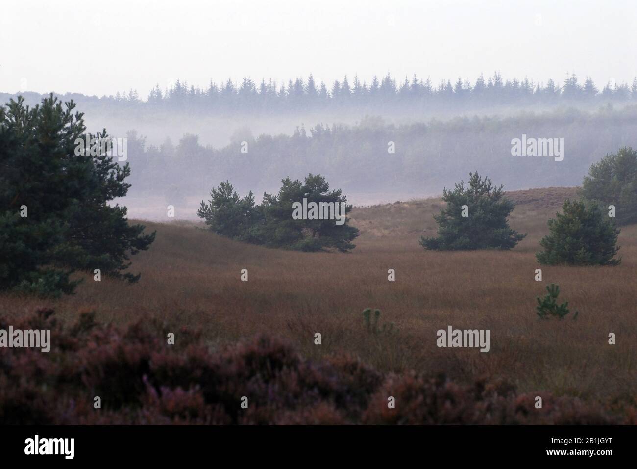 Heath Landschaft im Morgennebel, Niederlande, Gelderland, Veluwe Stockfoto
