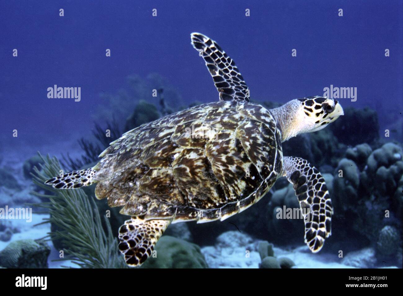 Hawksbill Turtle, Hawksbill Meeresschildkröte (Eretmochelys imbricata), Niederländische Antillen, Curacao Stockfoto