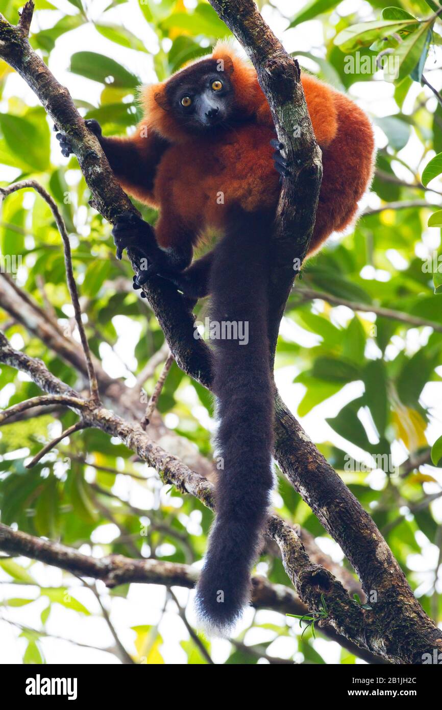 Roter, gerupfter Lemur (Varecia variegata rubra, Varecia rubra), auf einem Zweig in einem Baum, auf Madagaskar, sitzend Stockfoto