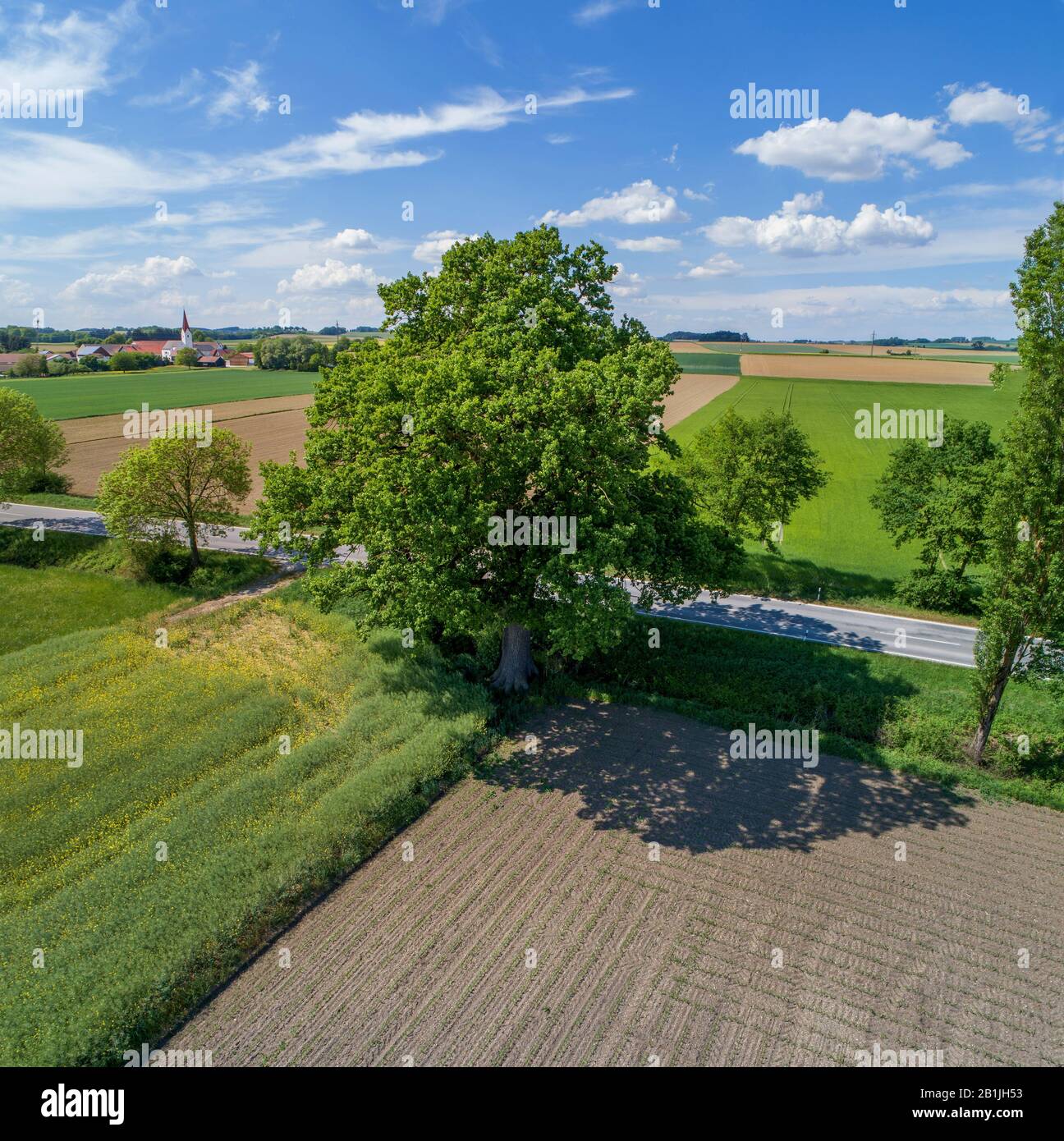 Gewöhnliche Eiche, Stieleiche, englische Eiche (Quercus robur. Quercus pedunculata), Eiche am Straßenrand in Feldkulisse, Luftbild, Deutschland, Bayern, Oberbayern, Oberbayern, Kirchamper Stockfoto