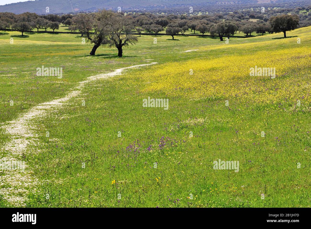 Dehesa im Frühling, Spanien, Extremadura, Monfrague National Park, Monroy Stockfoto