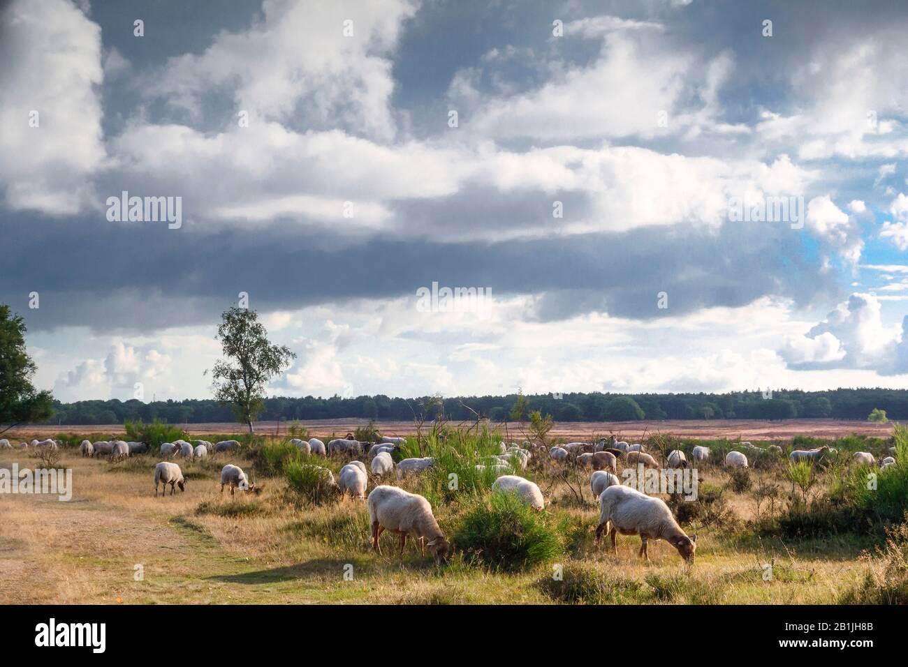 Hausschafe (Ovis ammon f. Widder), Herde weiden in Heide, Niederlande, Westerheide Stockfoto