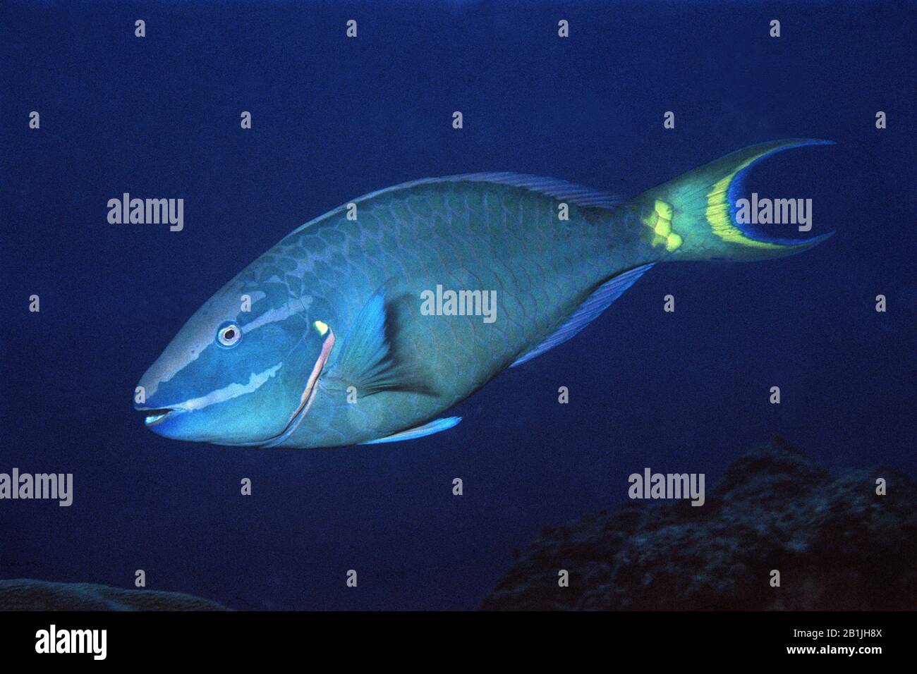 Stoklight Parrotfish (Sparisoma viride), Seitenansicht, Niederländische Antillen, Curacao Stockfoto