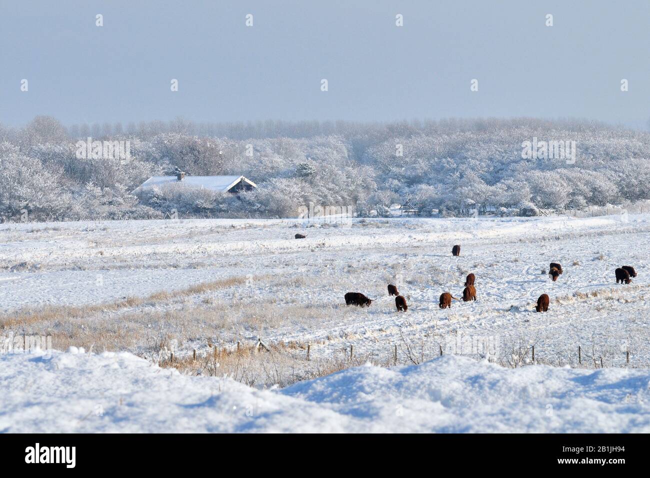 Landschaft in der Nähe von den Helder im Winter, Niederlande, den Helder Stockfoto