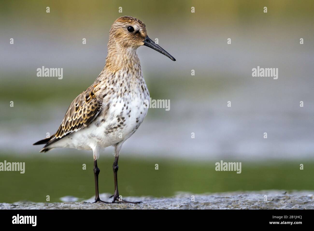 Dunlin (Calidris alpina), juvenile, Deutschland Stockfoto