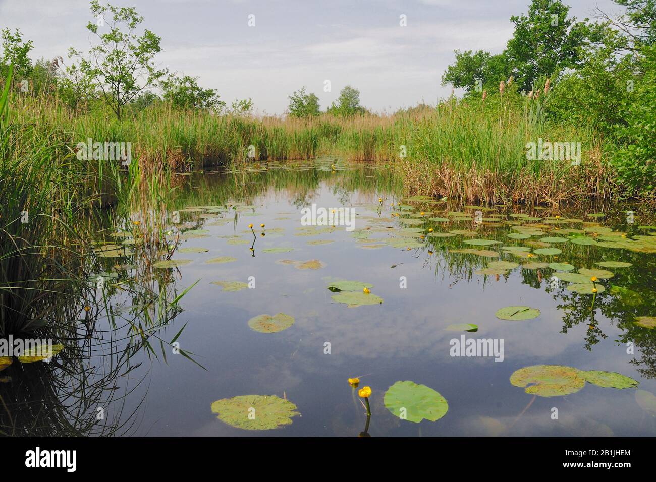 See im Sommer, Niederlande, Overijssel, Weerribben-Wieden-Nationalpark Stockfoto