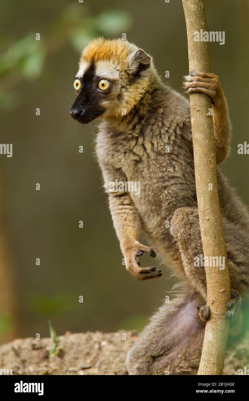 Lemur mit roter Front. Rotgefranster brauner Lemur, südlicher rotgefronter brauner Lemur (Eulenmur rufifrons), an einem Zweig sitzend, Madagaskar Stockfoto