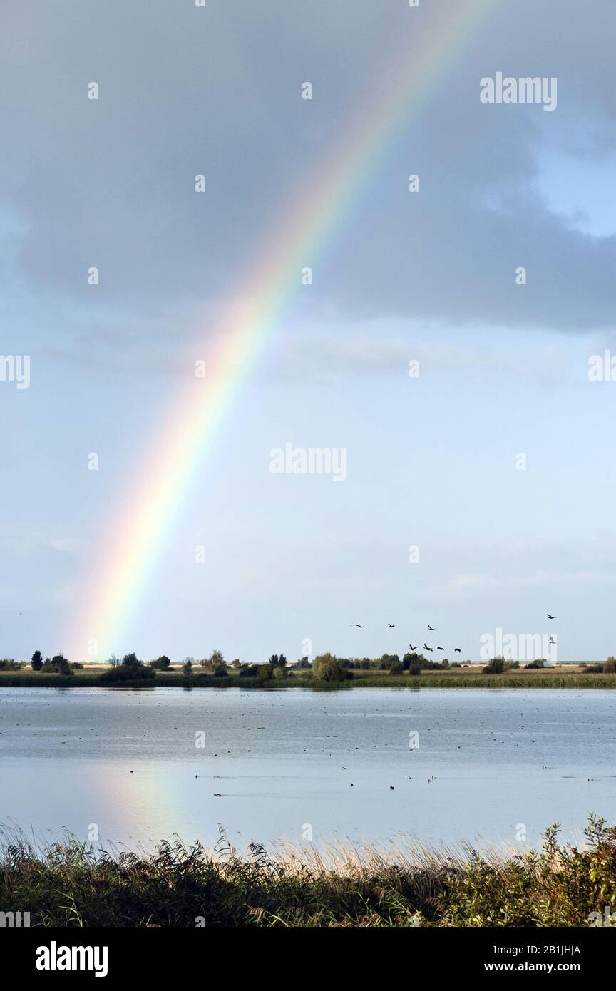 See mit Wasservögel und Regenbogen, Niederlande, Flevoland, Oostvaardersplassen Stockfoto