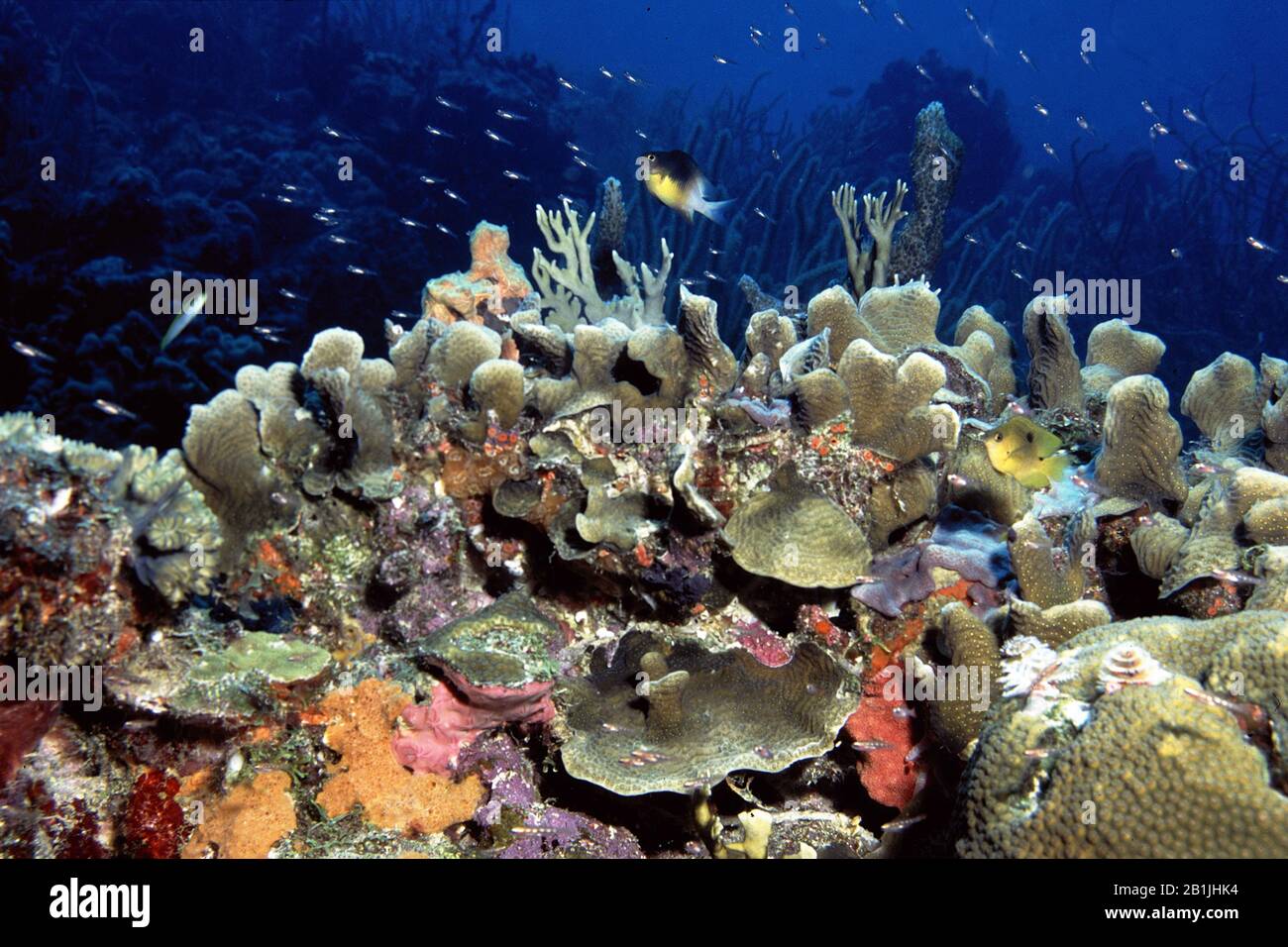 Korallenriffe, Niederländische Antillen, Curacao, Caracas-Bucht Stockfoto