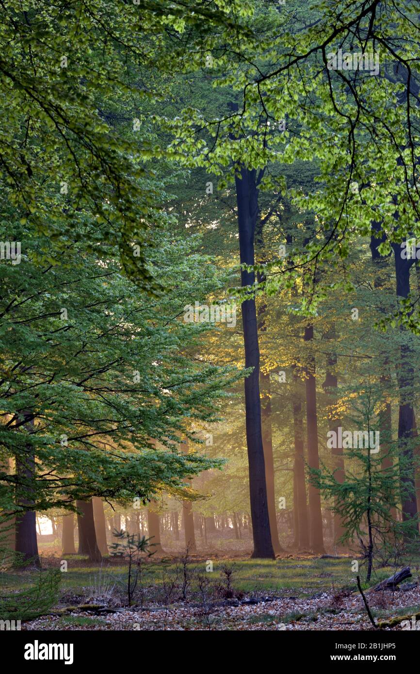 Gewöhnliche Buche (Fagus sylvatica), Wald von Buche im Frühjahr, Niederlande, Wambuis Stockfoto