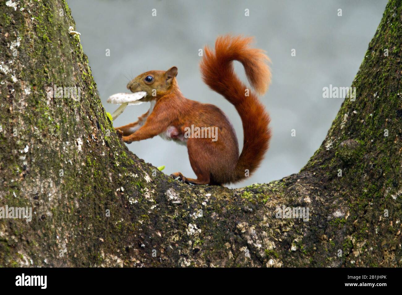 Kolumbianisches Hörnchen (Sciurus pucheranii), an einem Baum, Südamerika Stockfoto