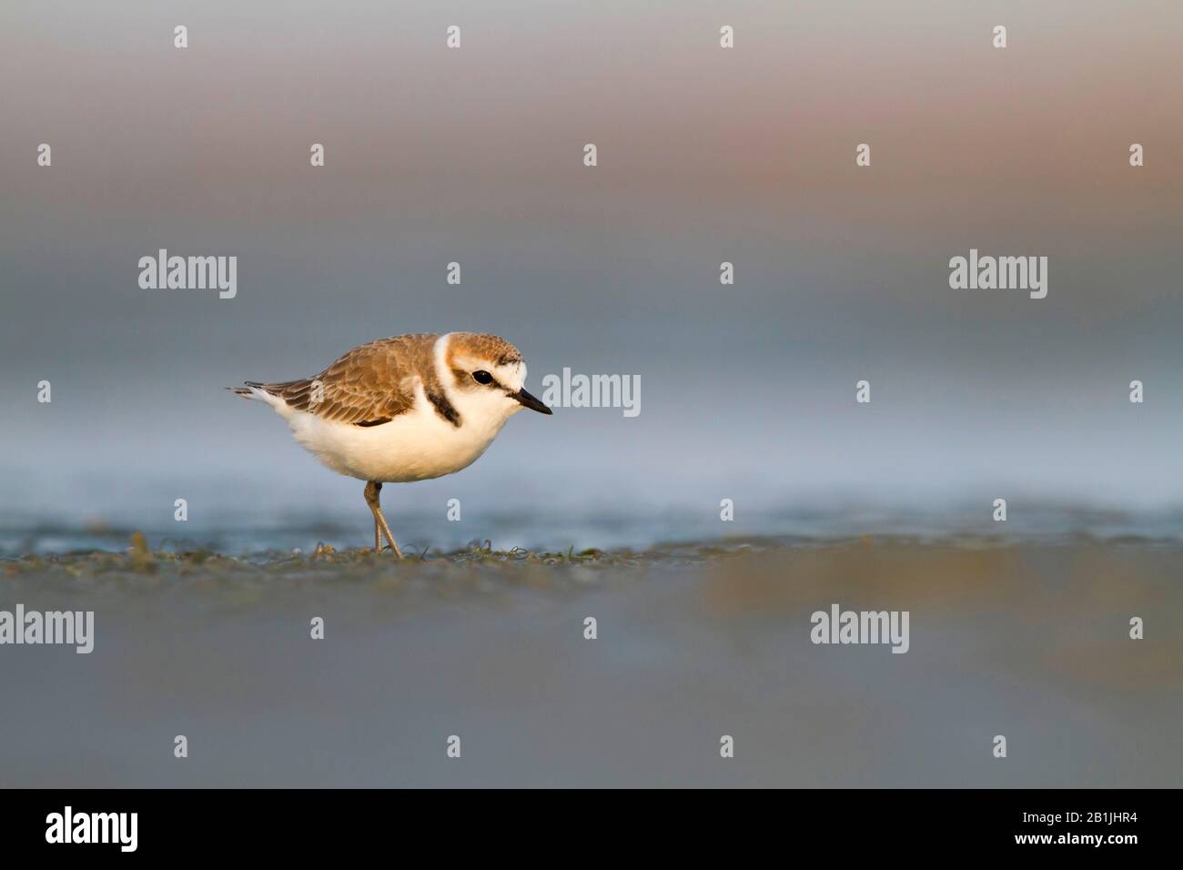 Kentish Plover (Charadrius alexandrinus), männlich, Oman Stockfoto