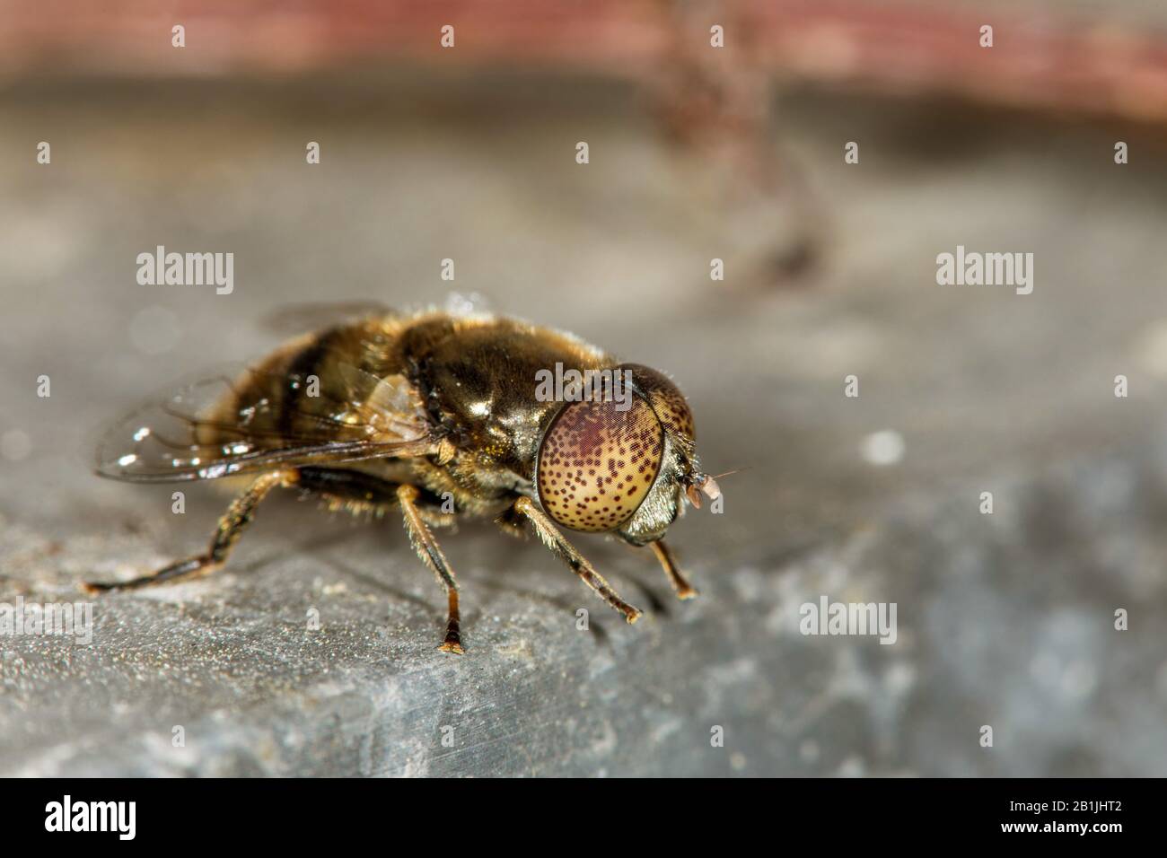 Hoverfly (Eristalinus aeneus), Porträt in voller Länge, Seitenansicht, Deutschland Stockfoto