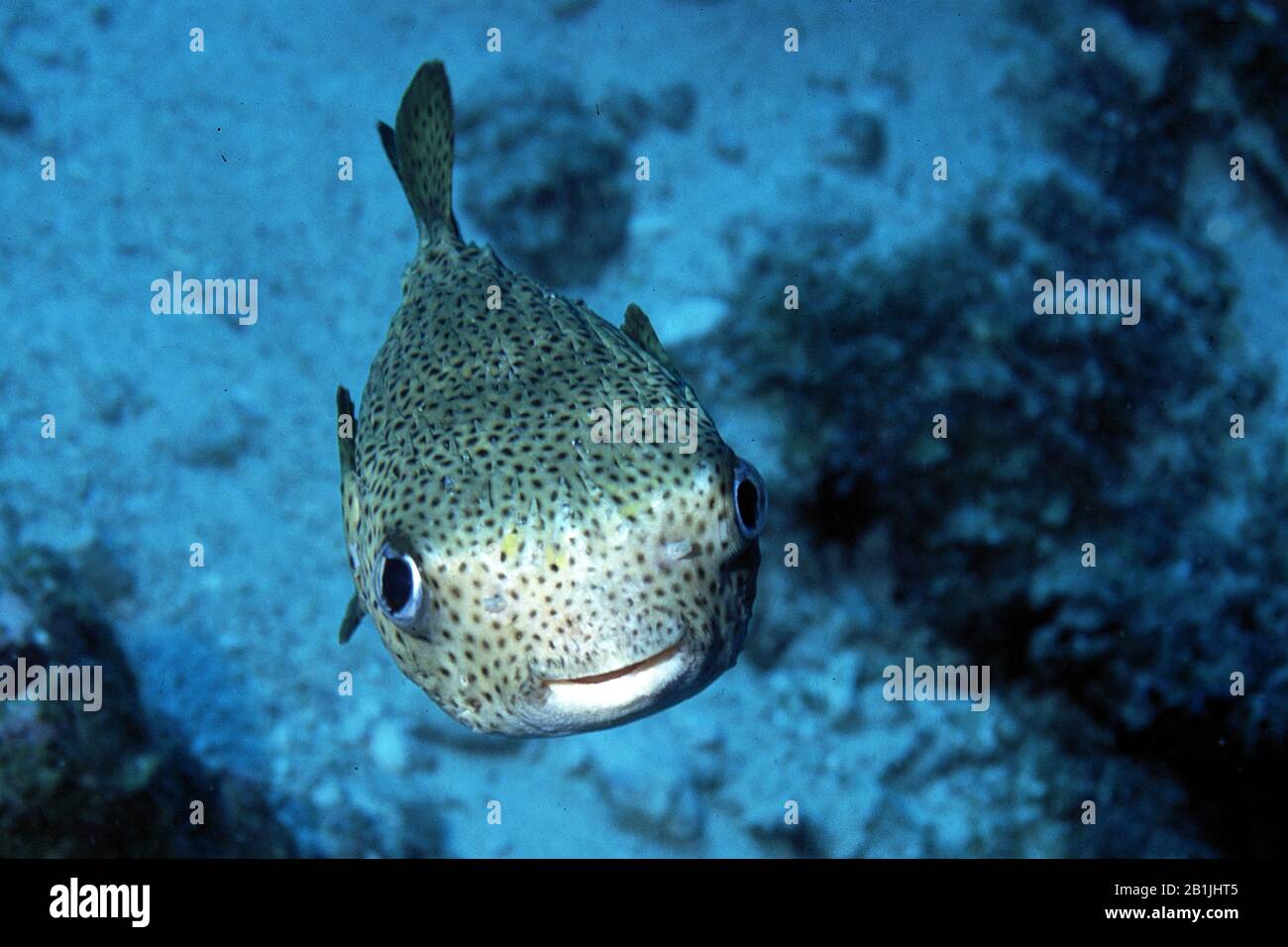 Porcupinefish (Diodontidae), Vorderansicht, Niederländische Antillen, Curacao Stockfoto