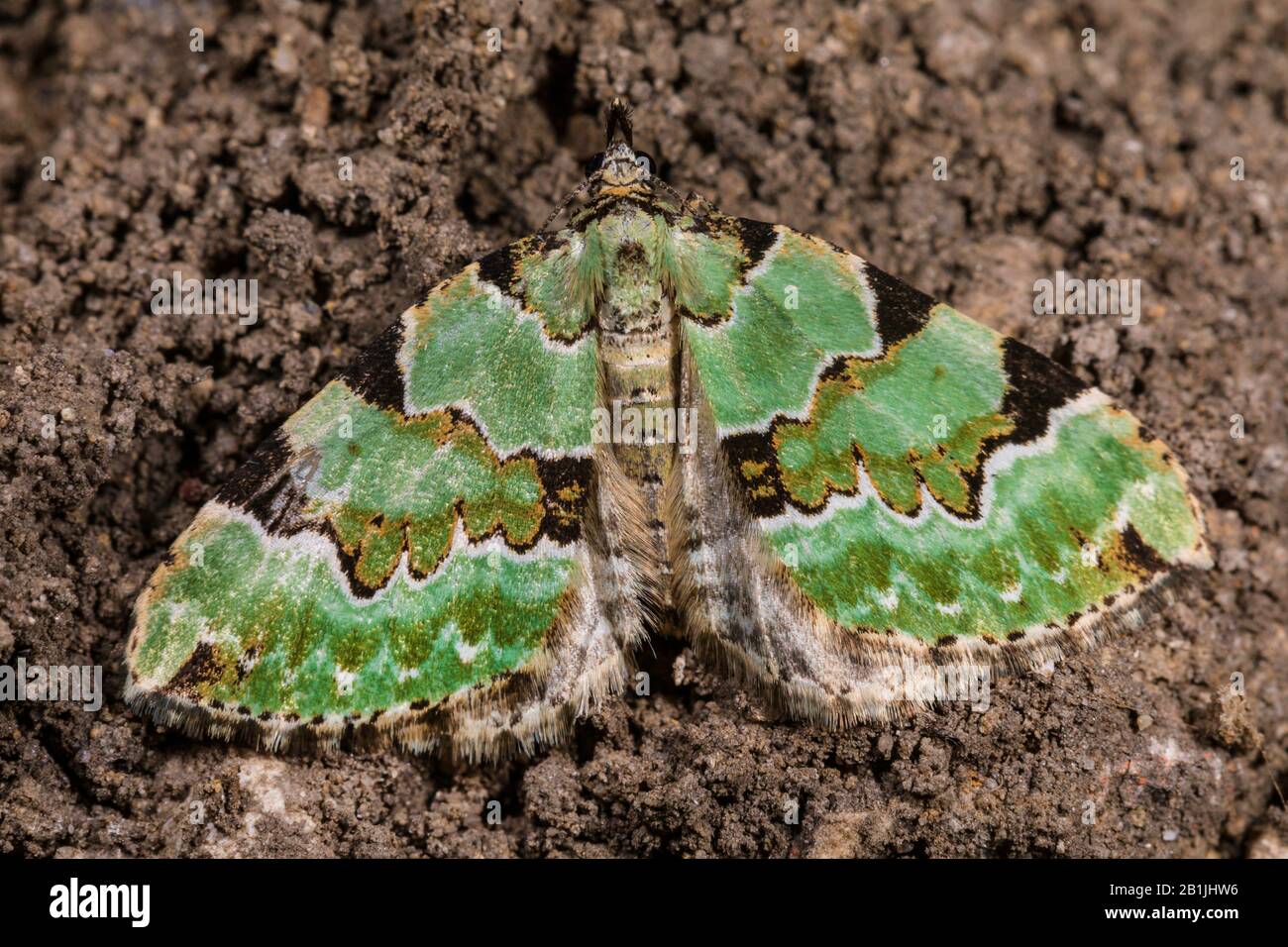 Grüner Teppich (Colostygia pectinataria, Larentia viridaria), auf dem Boden sitzend, Blick von oben, Deutschland Stockfoto Grüner Teppich (Colostygia pectinataria, Larentia viridaria), auf dem Boden sitzend, Blick von oben, Deutschland Stockfoto