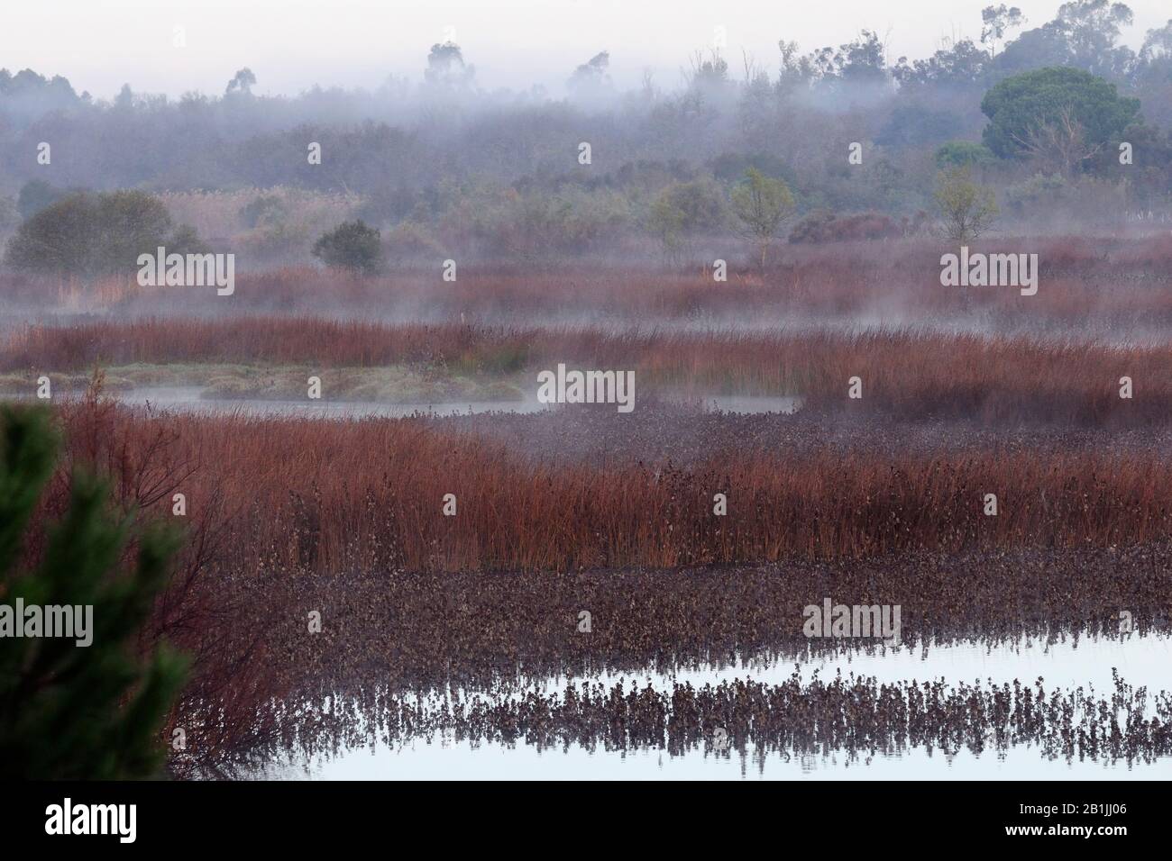 Der Fluss Arroyo de la Rocina im Nebel, Spanien, Andalusien, Donana-Nationalpark Stockfoto