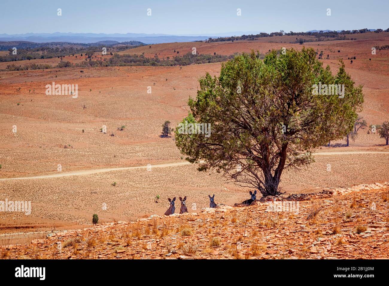 Westgraues Känguru (Macropus fuliginosus), australischer Outback mit Kängurus unter dem Baum, Australien Stockfoto