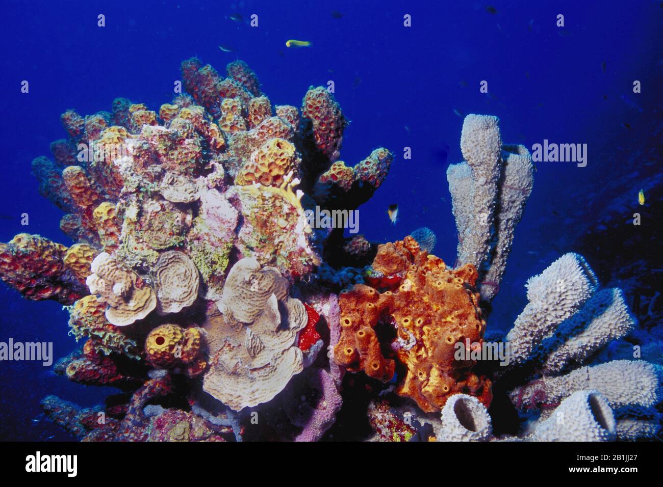 Korallenriffe, Niederländische Antillen, Curacao, Caracas-Bucht Stockfoto