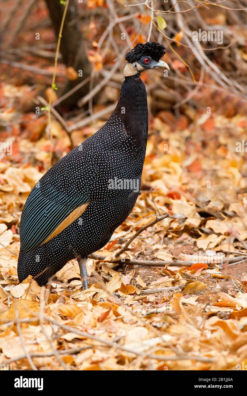 Crested Guineafowl, Kenya Guineafowl (Guttera pucherani, Guttera edouardi), stehend, Afrika Stockfoto