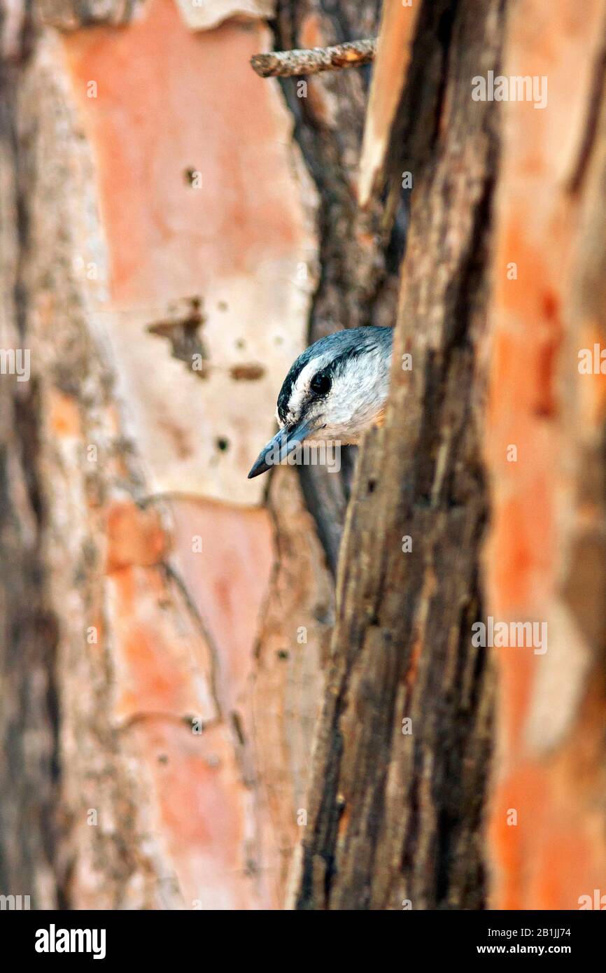 Kruepers Nuthatch (Sitta krueperi), weibliche Perchung am Totholz, Porträt, Türkei Stockfoto