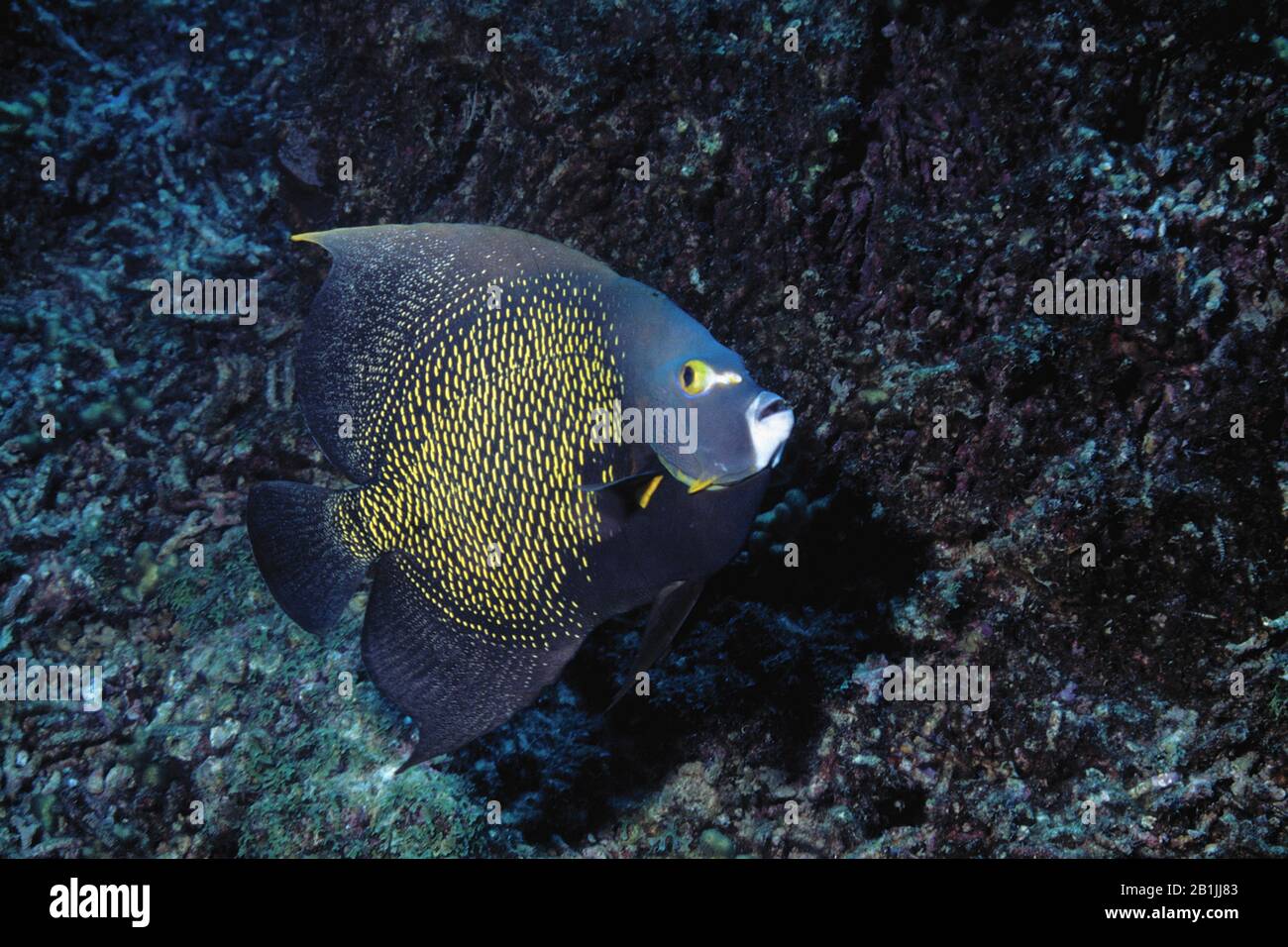 Französische Engelfische (Pomacanthus paru), Seitenansicht, niederländische Antillen, Curacao Stockfoto