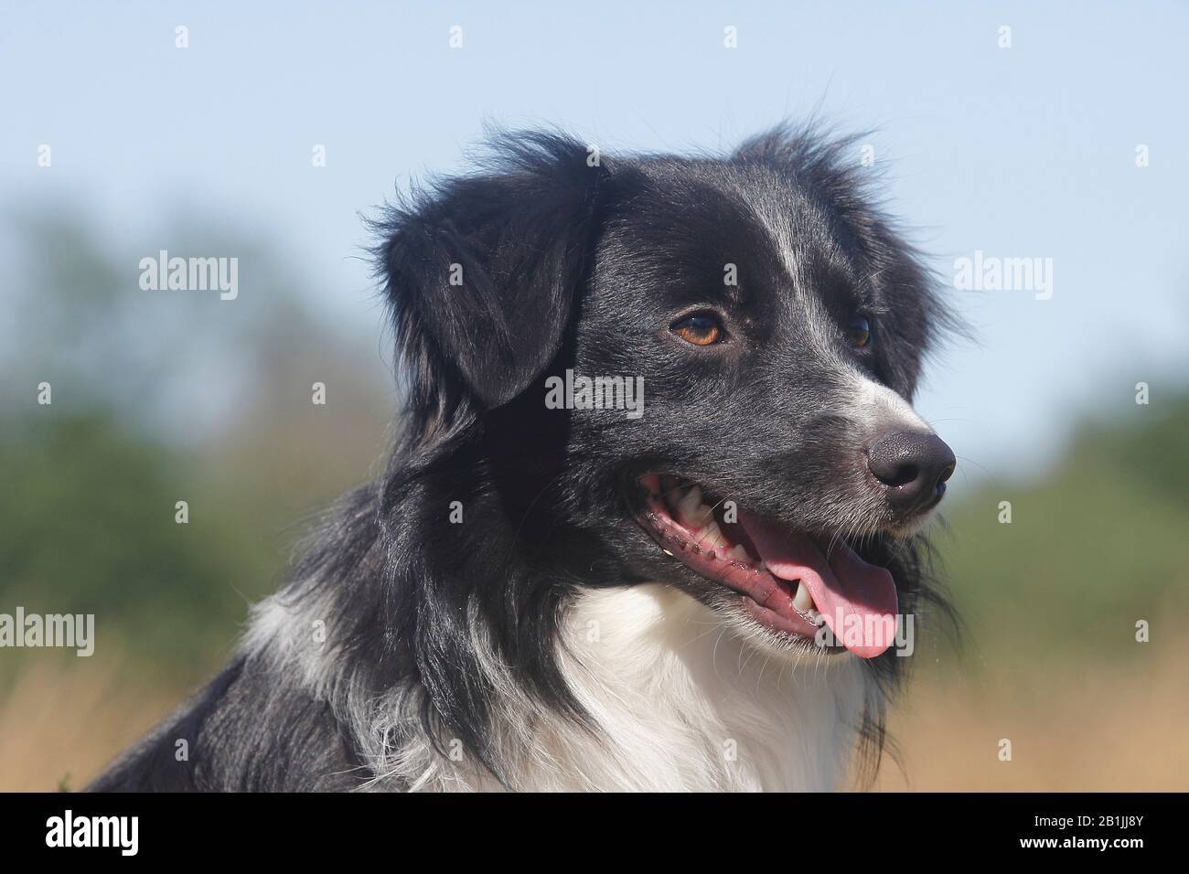 Australian Shepherd (Canis lupus f. familiaris), Miniatur-Australian Shepherd, männlicher Hund, zehn Monate, Porträt, Deutschland Stockfoto