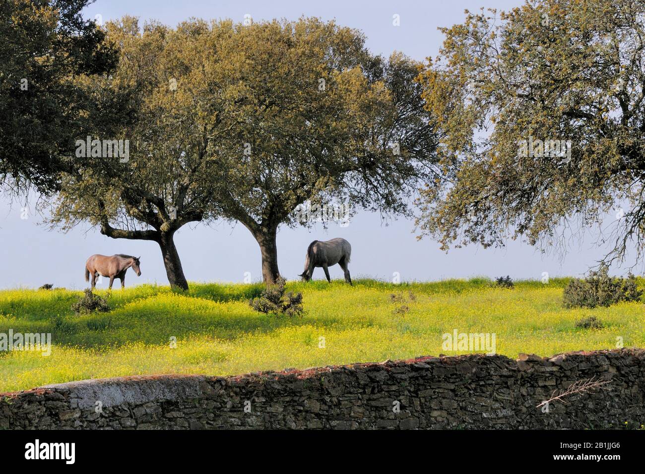 Olivenbaum (Olea europaea ssp. Sativa), Dehesa mit Weidepferden, Spanien, Extremadura Stockfoto