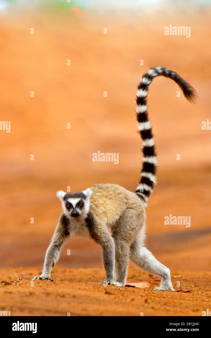 Ringschweinlemur (Lemur catta), auf sandigem Boden, Madagaskar Stockfoto