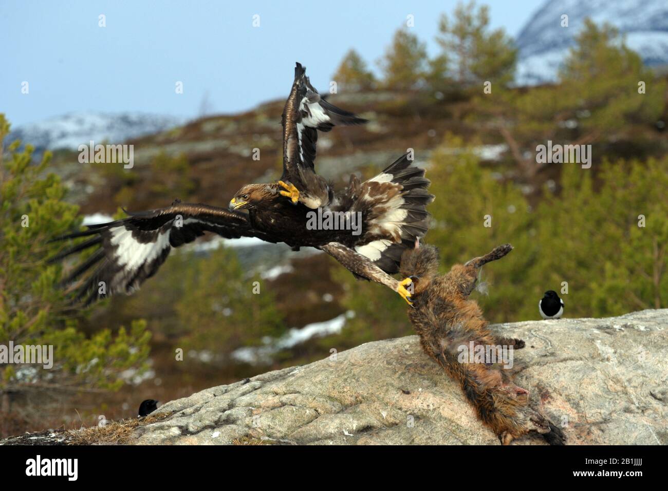 Goldener Adler (Aquila chrysaetos), mit gefangenem Fuchs, Norwegen, Molde Stockfoto