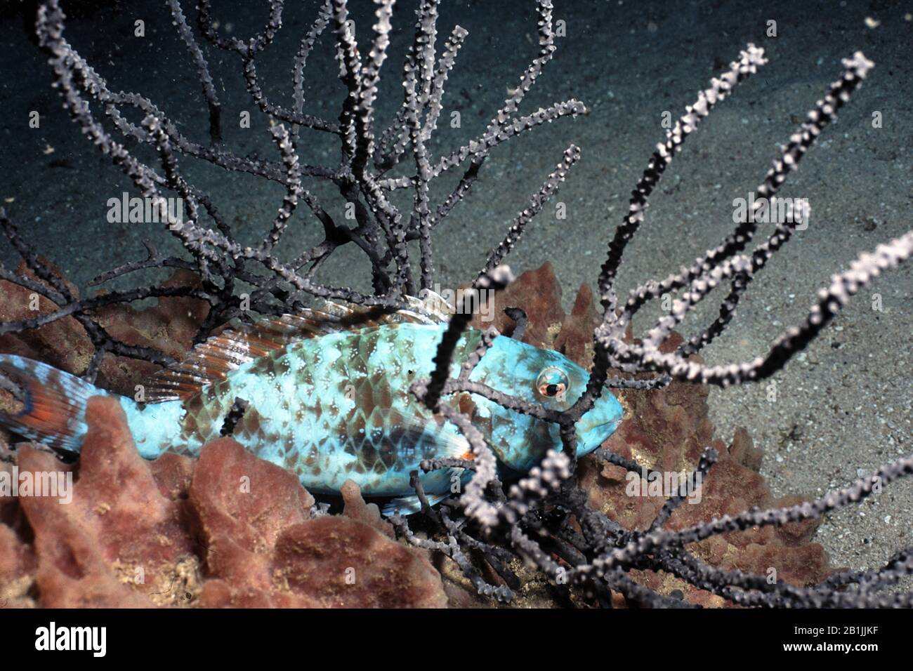 Stokelicht-Parrotfisch (Sparisoma viride), Niederländische Antillen, Curacao Stockfoto