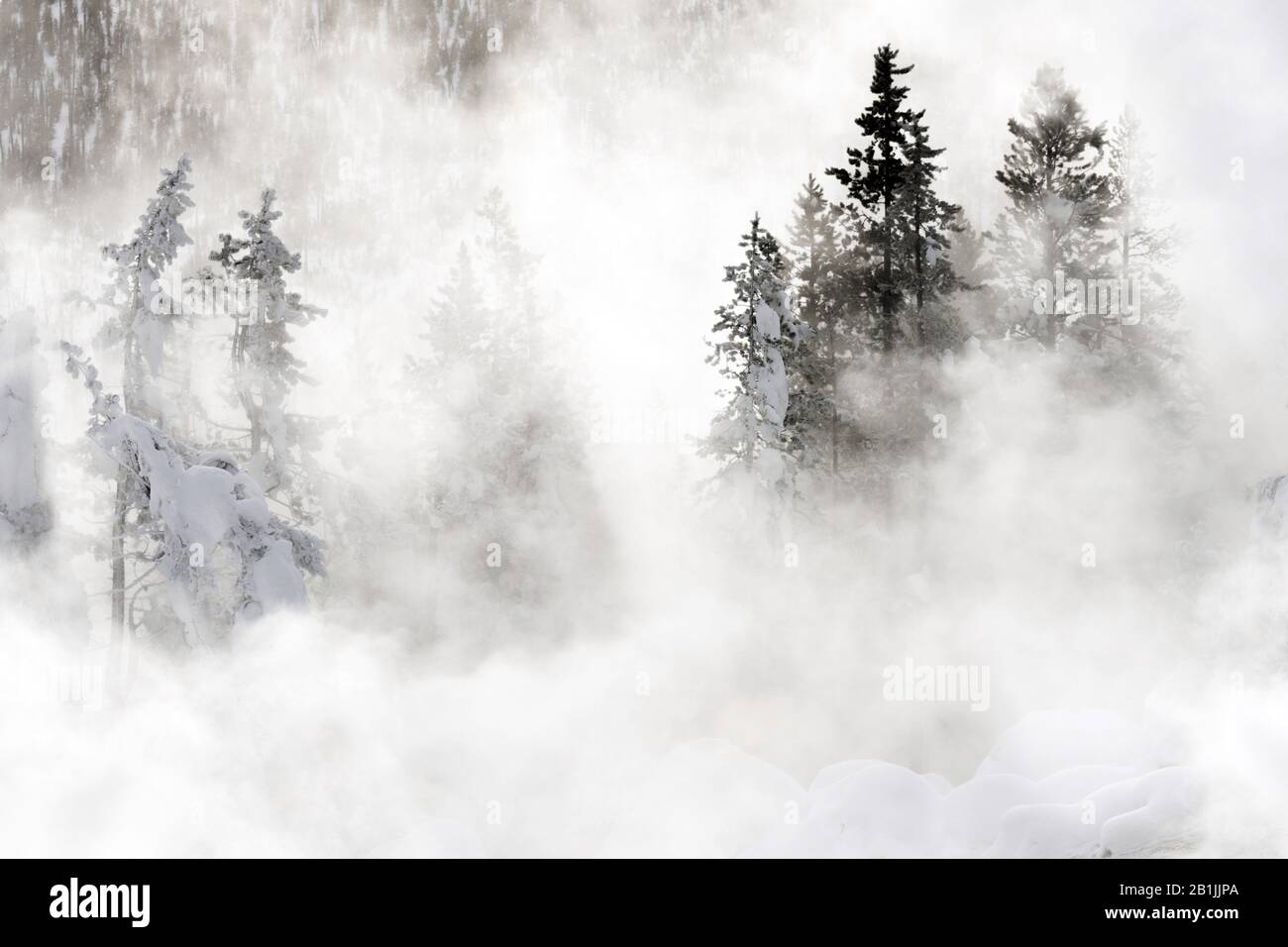 Schneebedeckte Nadelbäume in der steamigen Landschaft im Yellowstone National Park, USA, Wyoming, Yellowstone National Park Stockfoto