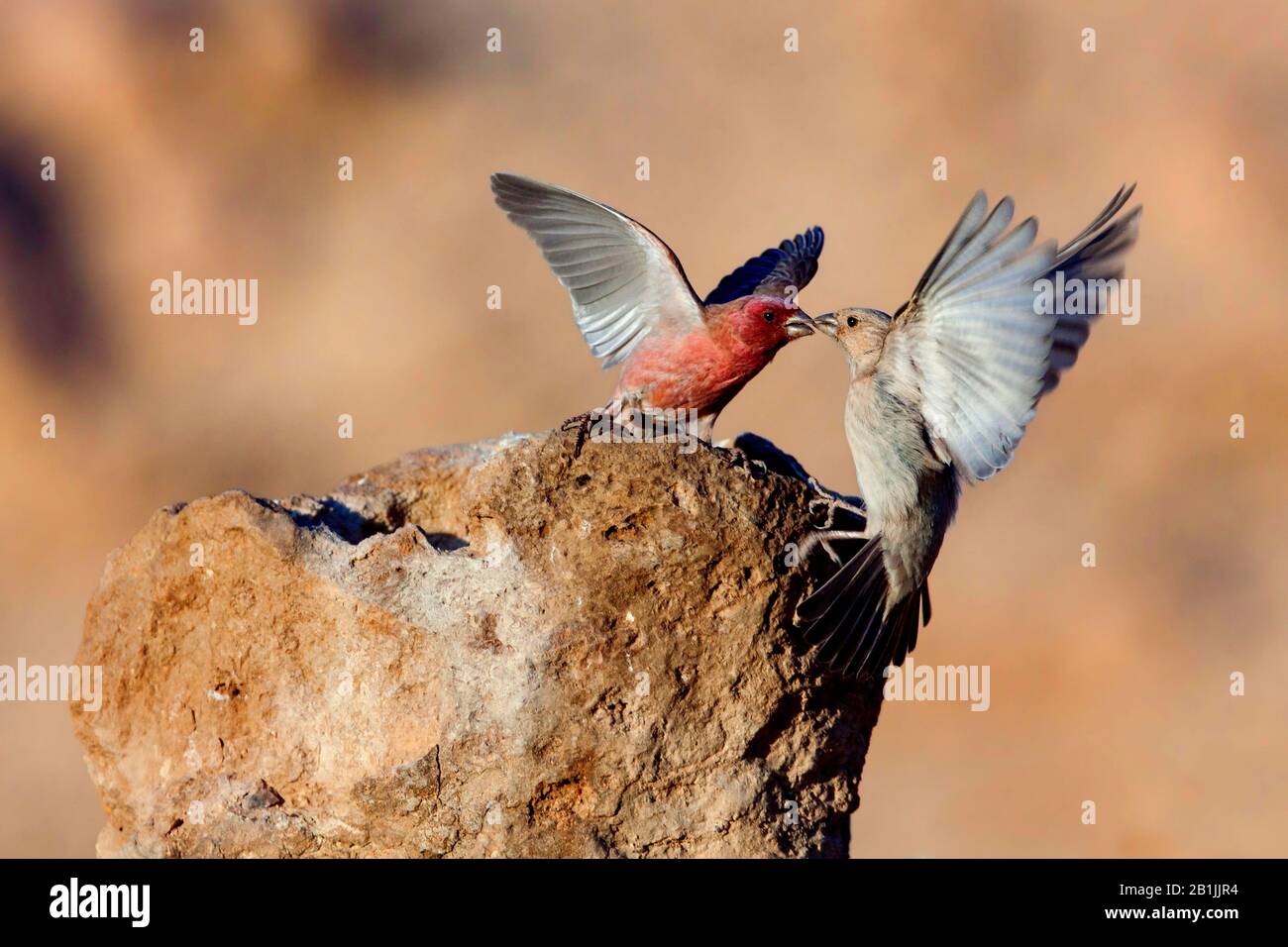 Sinai-Rosefinch (Carpodacus synoicus), männlich und weiblich kämpfend, Nationalvogel von Jordanien, Israel, Negev Stockfoto