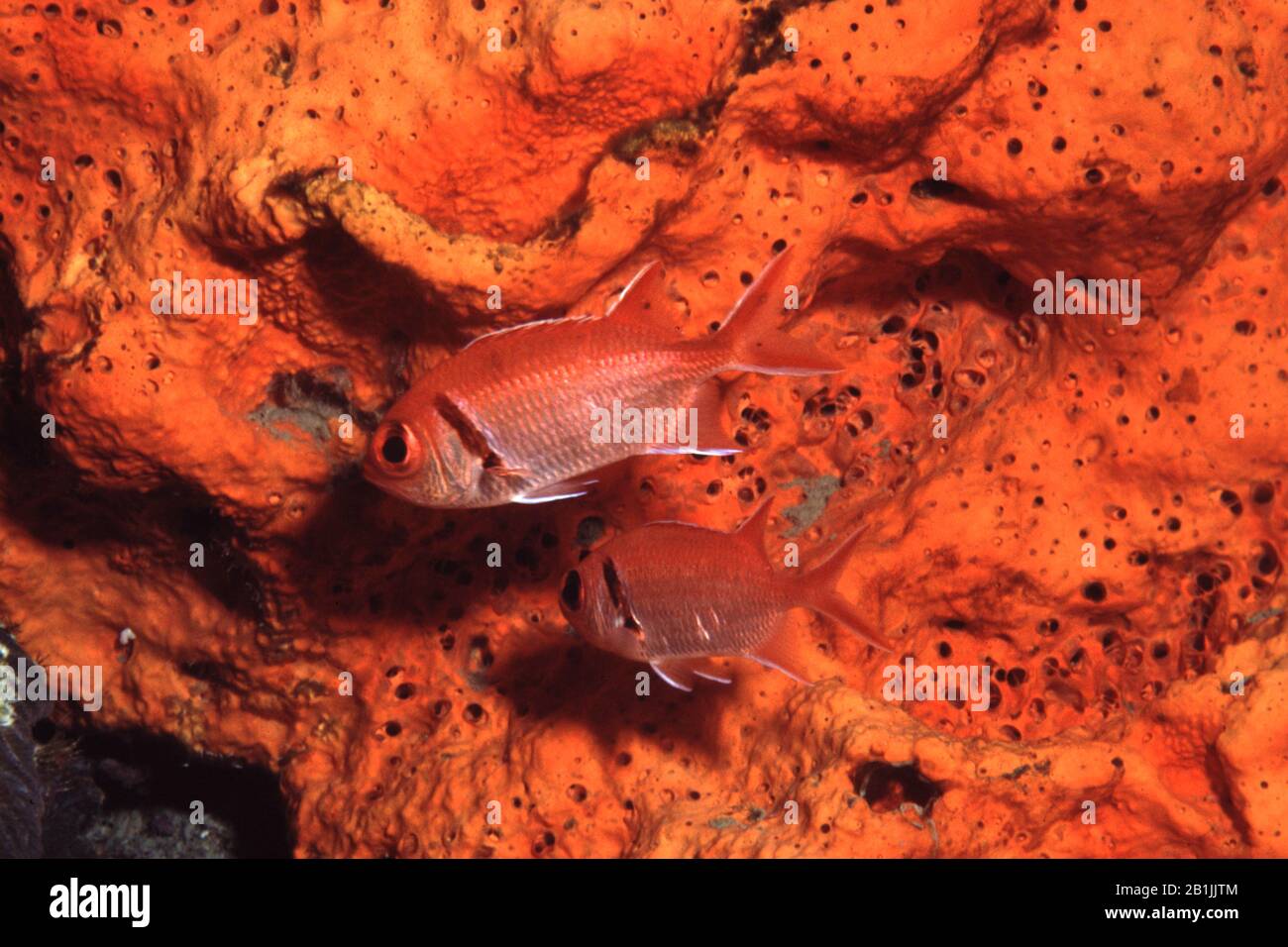 Blackbar Soldaterfish (Myripristis jacobus), Seitenansicht, Niederländische Antillen, Curacao, Niederländische Antillen Stockfoto