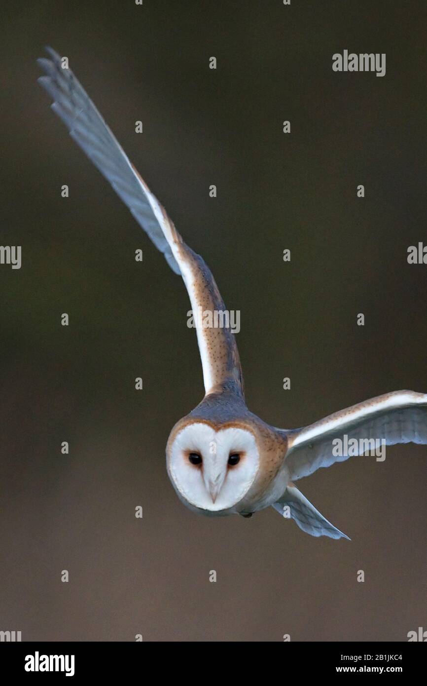 Schleiereule (Tyto Alba) Stockfoto