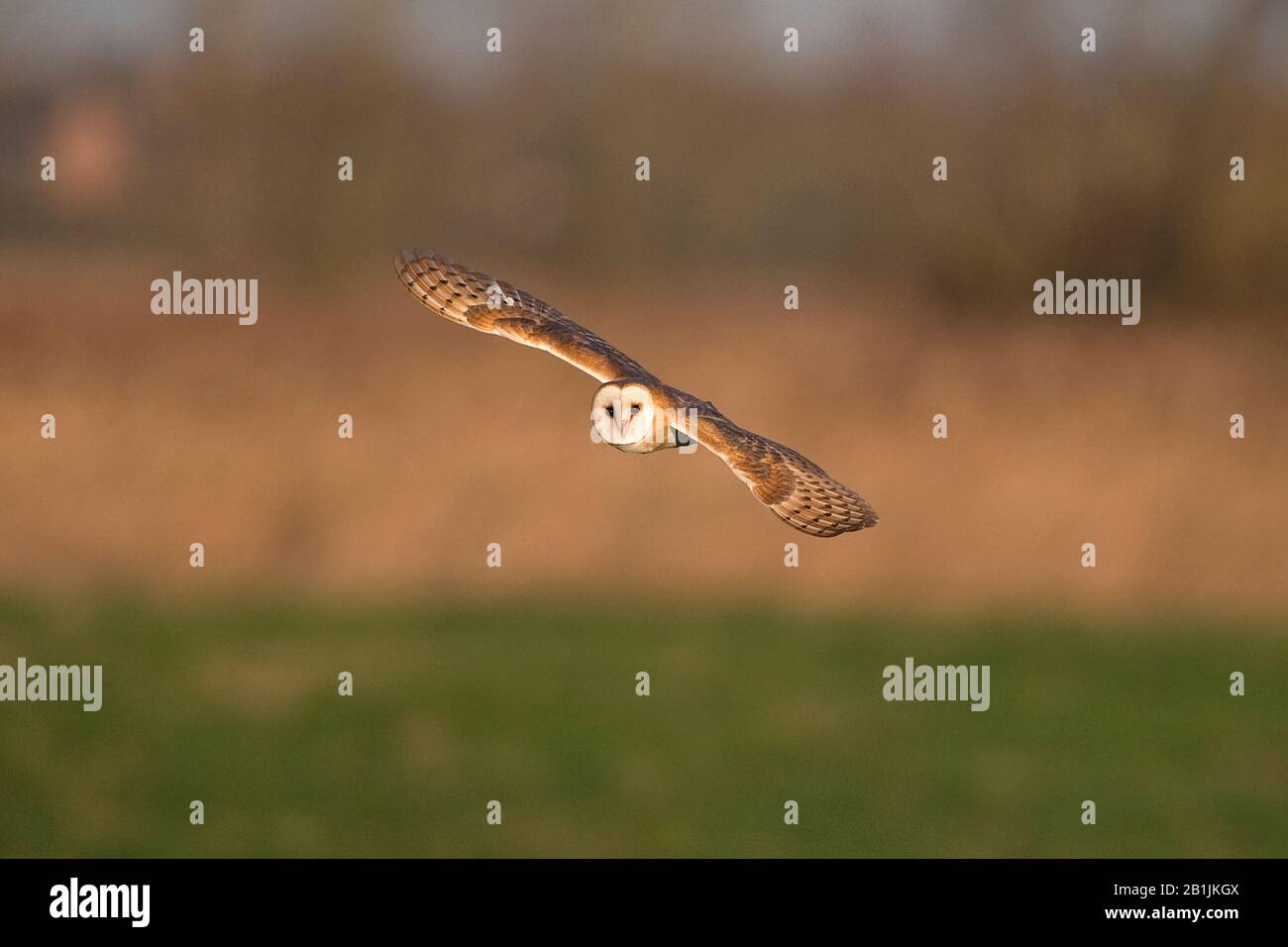 Schleiereule (Tyto Alba) Stockfoto