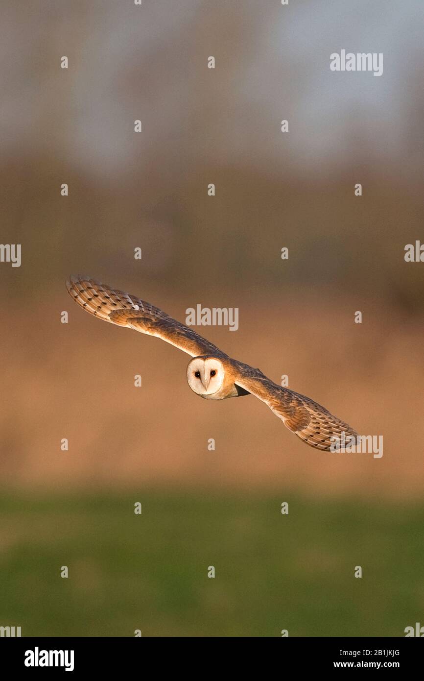 Schleiereule (Tyto Alba) Stockfoto