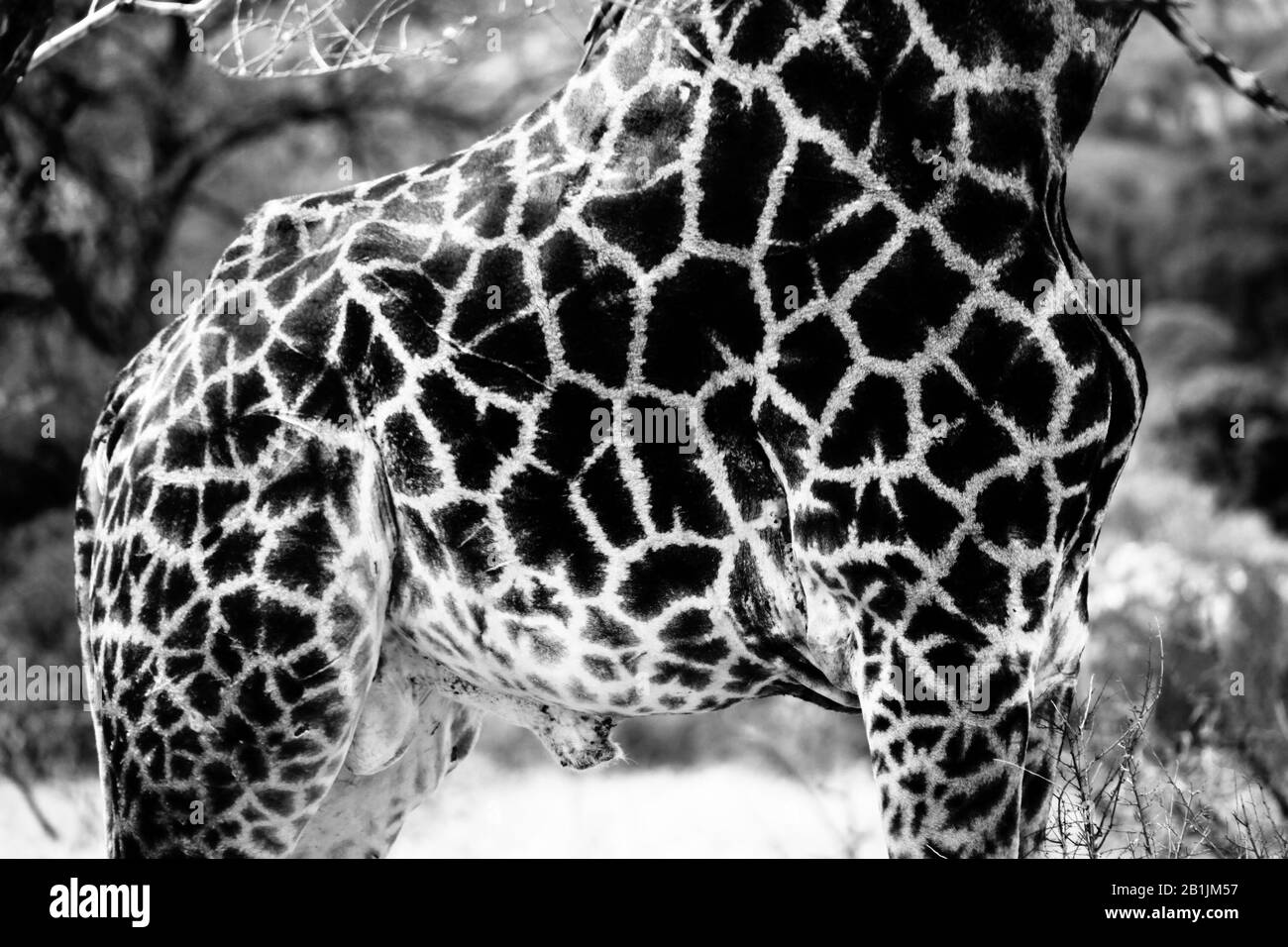 Kruger National Park, Südafrika. Giraffenmuster in Schwarzweiß. Stockfoto