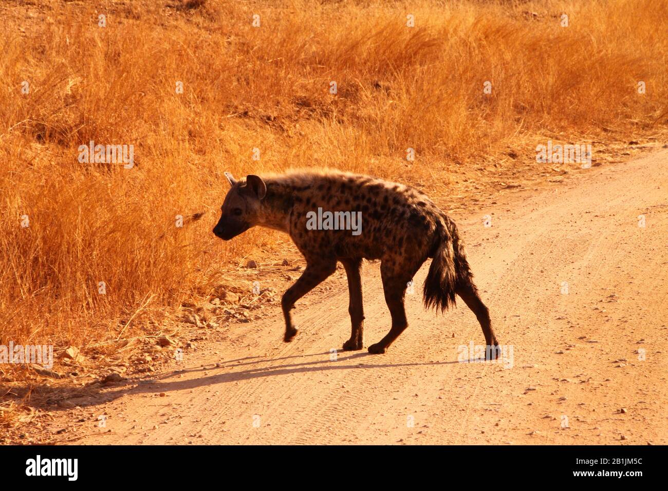 Kruger National Park, Südafrika. Hyänen, die die Straße überqueren. Stockfoto