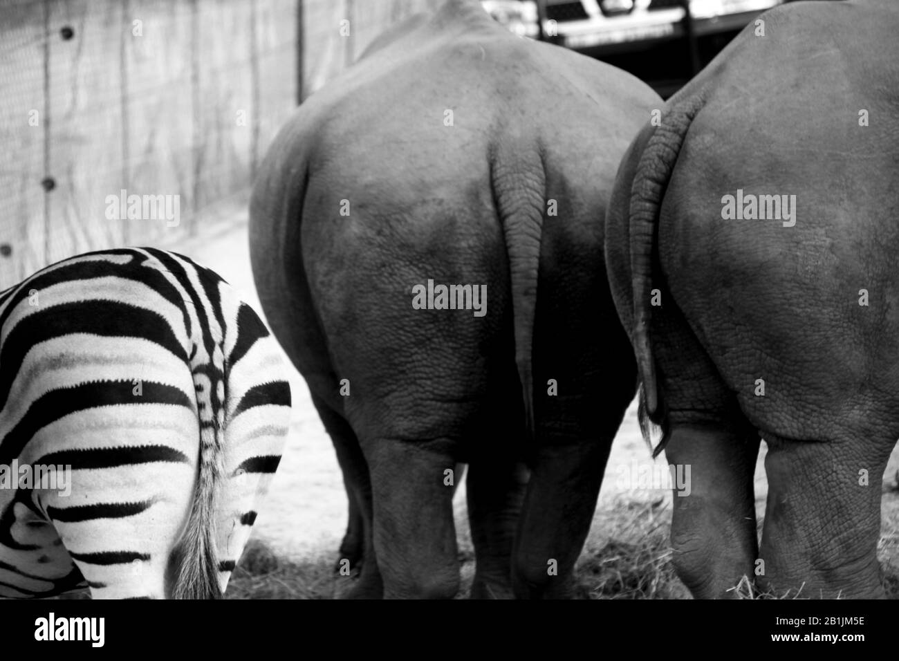 Südafrika, Zwei Nashörner und ein Zebra Freunden sich in ihrem Heiligtum an. Stockfoto