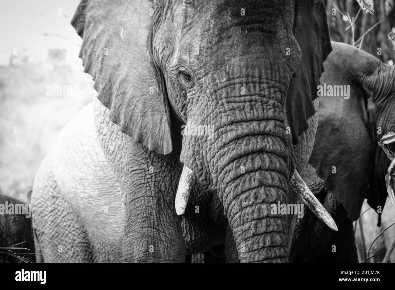 Kruger National Park, Südafrika. Baby-Elefanten, die mit ihren Eltern die Sonne überqueren und genießen. Stockfoto