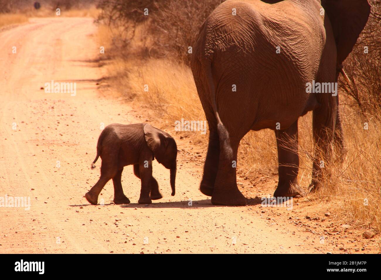 Kruger National Park, Südafrika. Baby-Elefanten, die mit ihren Eltern die Sonne überqueren und genießen. Stockfoto