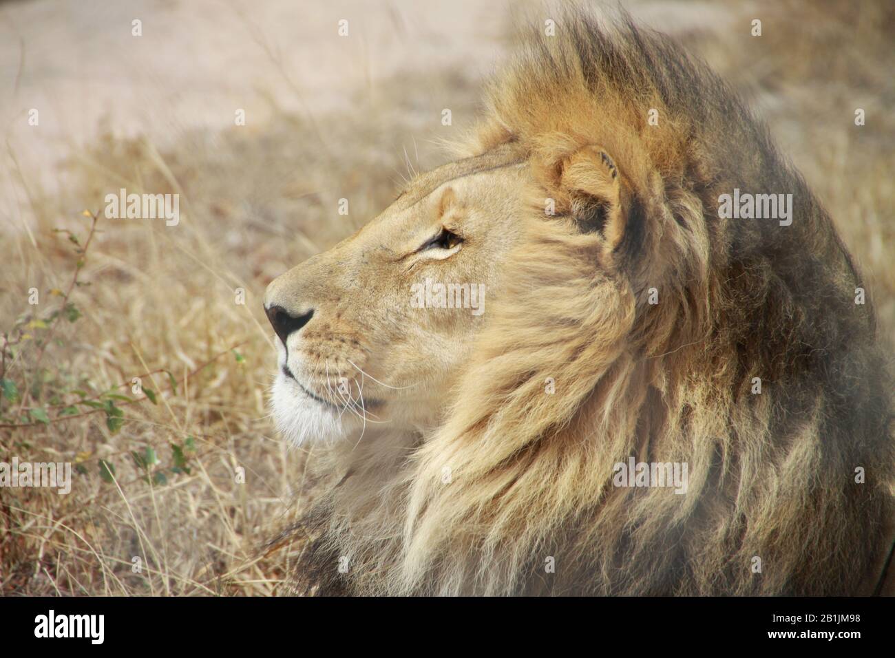Südafrika, Löwen in einem Schutzgebiet. Stockfoto