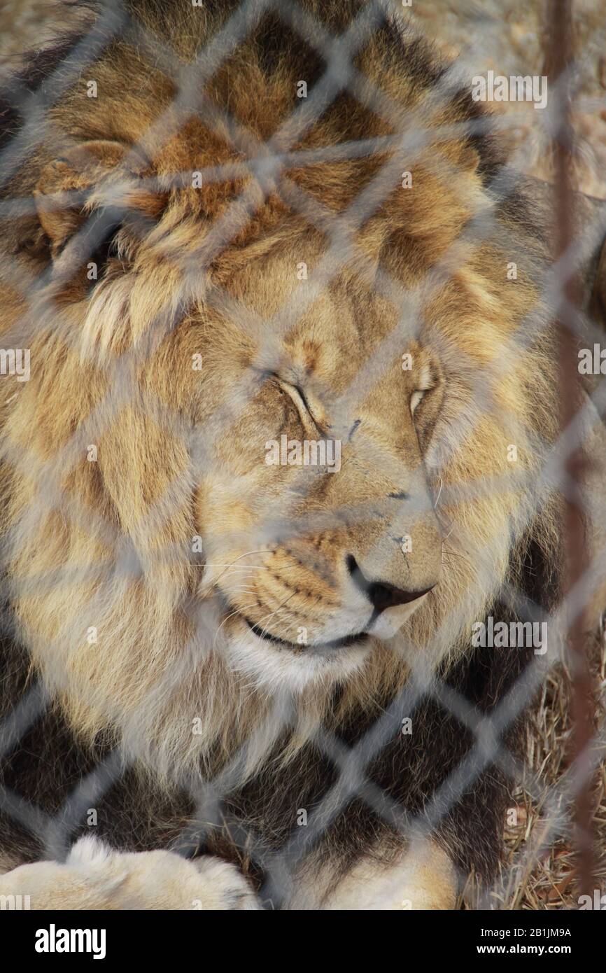 Südafrika, Löwen in einem Schutzgebiet. Stockfoto